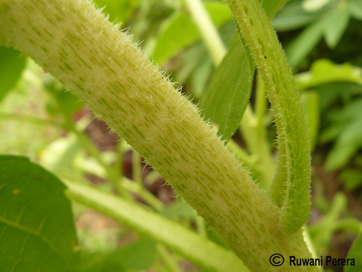 Helianthus annuus L.